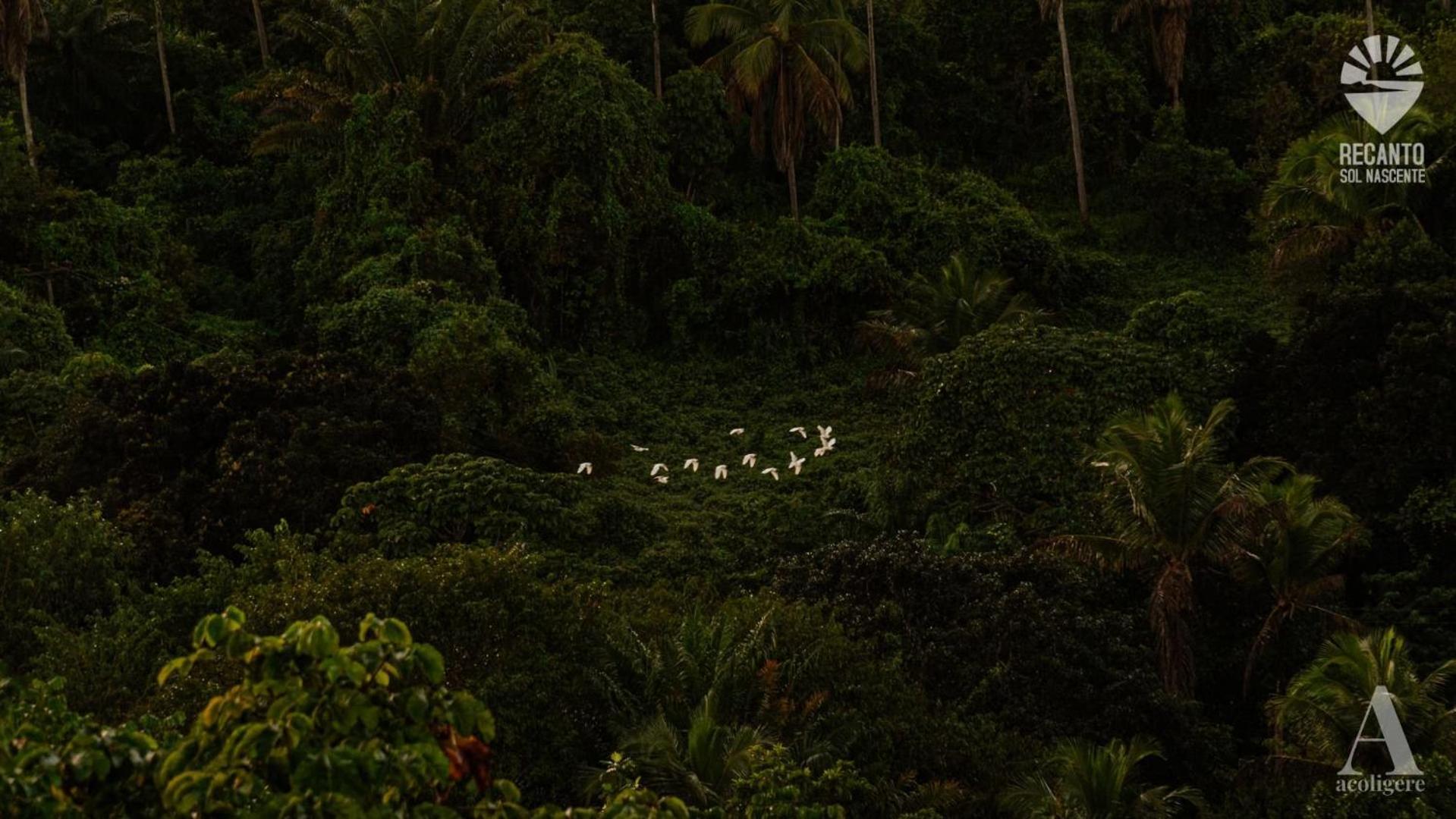 ホテル Pousada Recanto Sol Nascente, Luxo E Proximidade Com A Natureza Rio Formoso エクステリア 写真